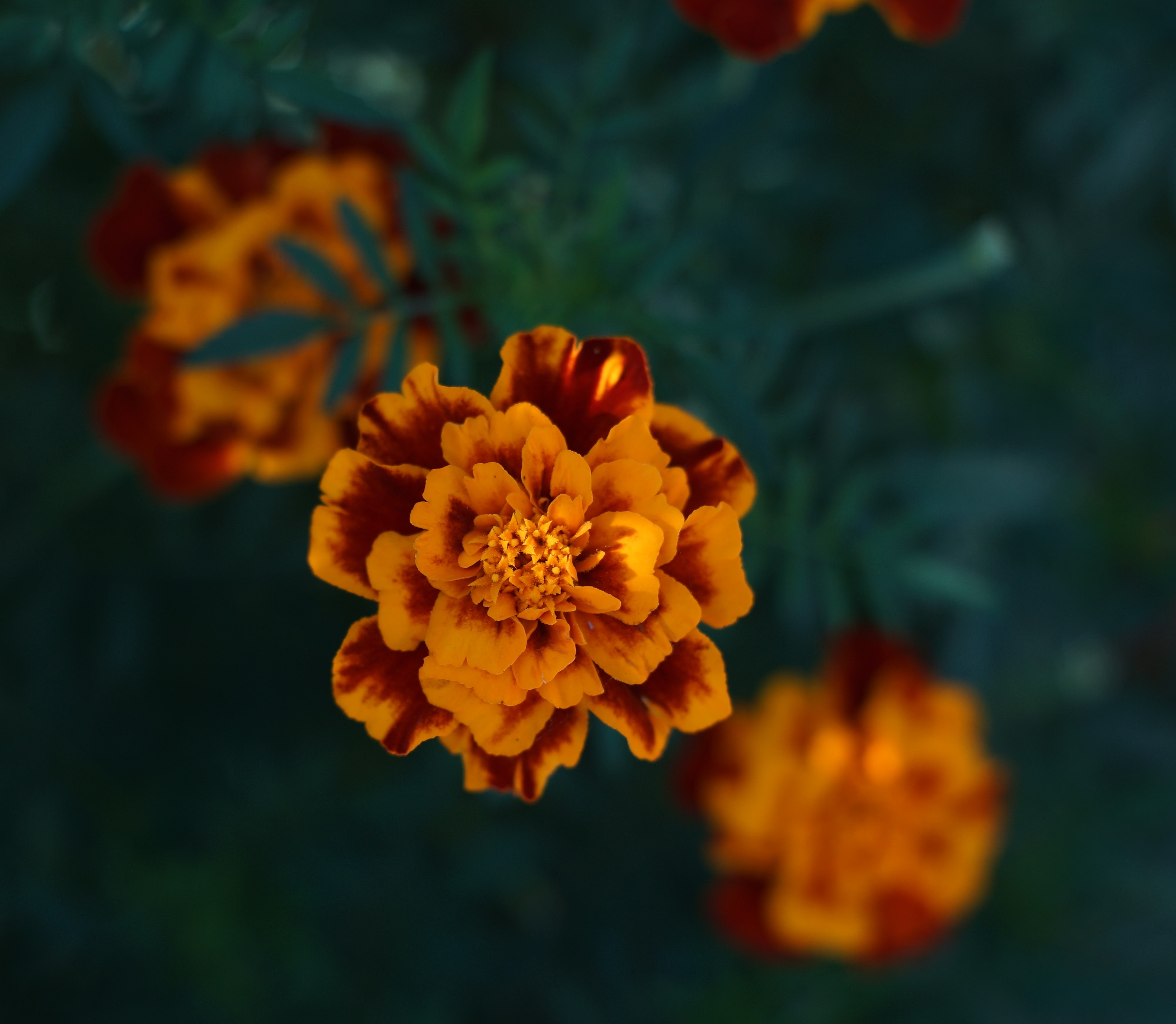 Flower macro